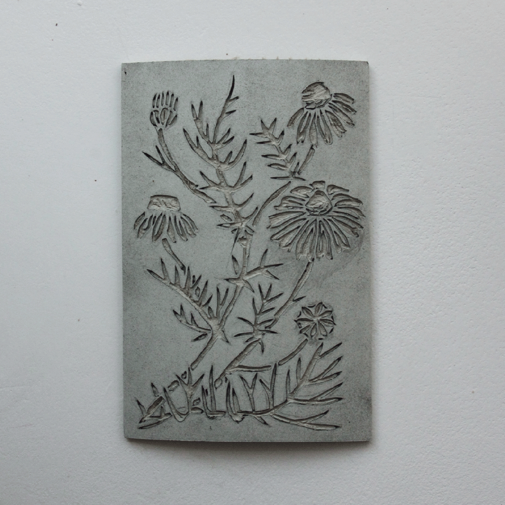 Linogravure d'une plante bio-indicatrice : la matricaire.